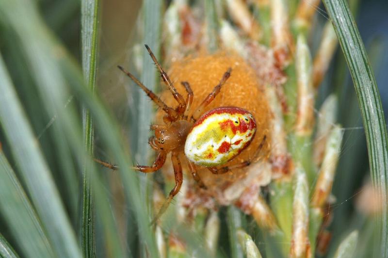 Araniella_displicata_D3007_Z_92_NP De Hoge Veluwe_Nederland.jpg
